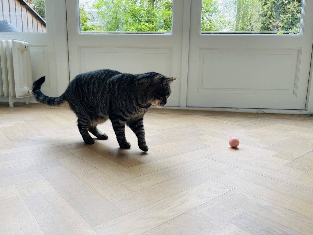 zelfrollende speelbal voor katten