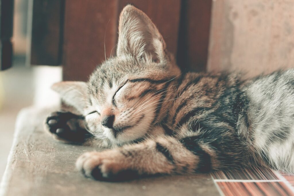 waarom slapen katten zoveel