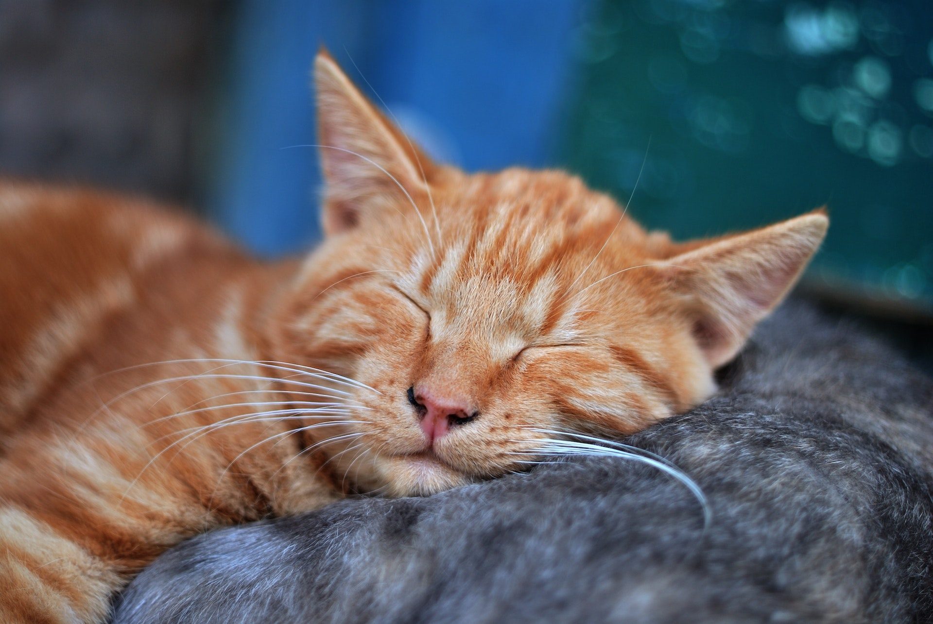 Waarom slapen katten zoveel? Kattendingetjes
