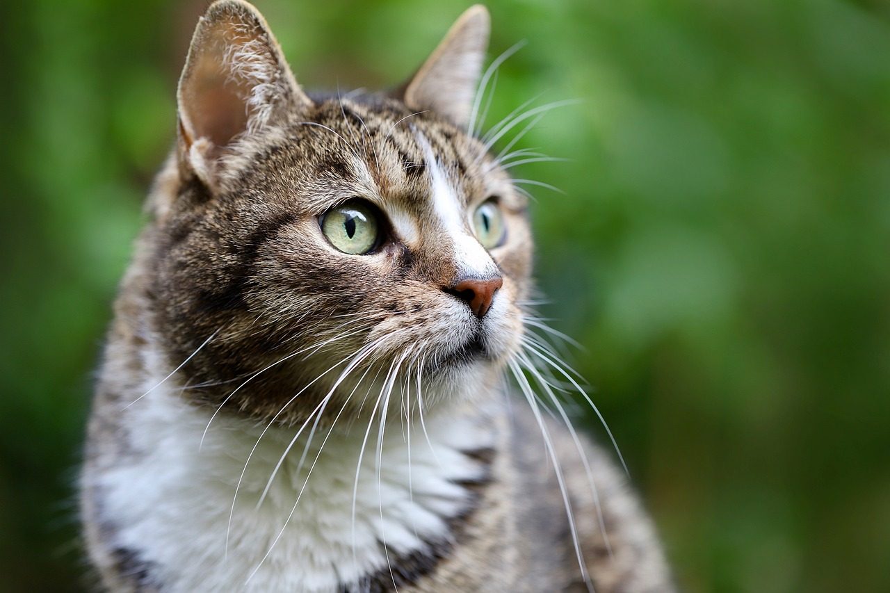 Zo belangrijk zijn de snorharen van je kat - Kattendingetjes Zo belangrijk zijn de snorharen van je kat - Kattendingetjes