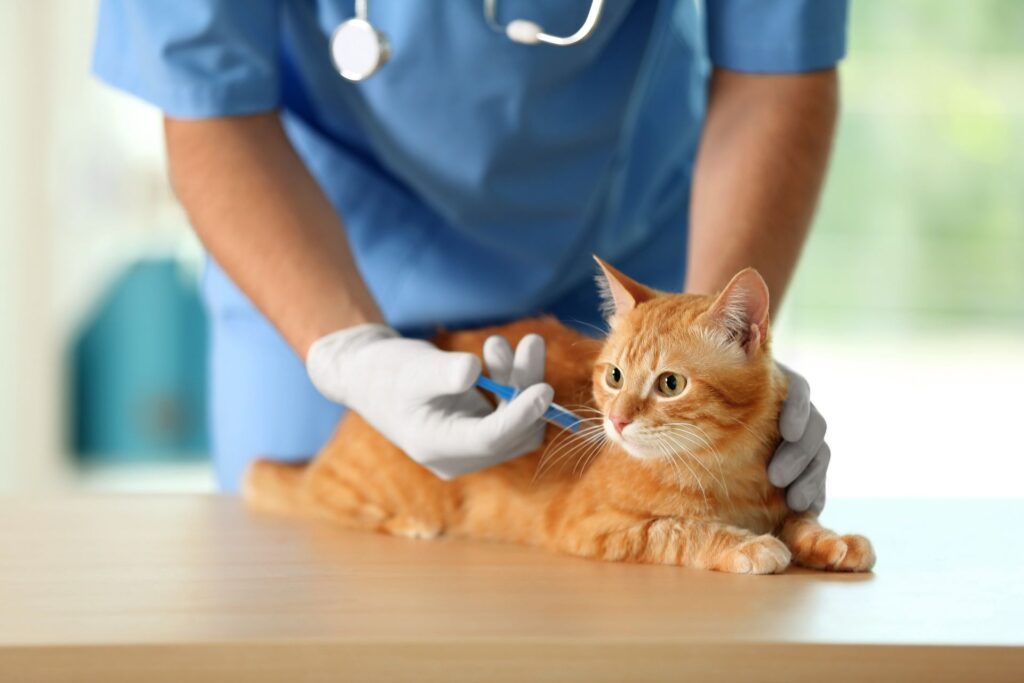 vaccinatie van je kat