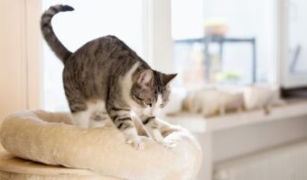 waarom masseren katten