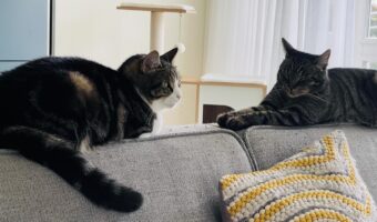 Wat kost een kat