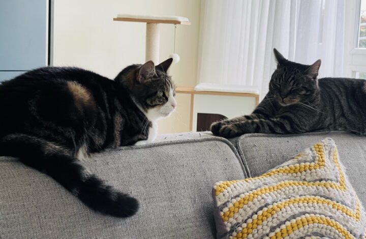 Wat kost een kat