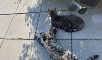 kat binnenhouden als het warm is