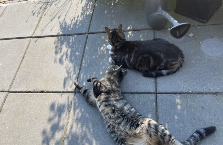 kat binnenhouden als het warm is